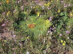 Arctopus echinatus L., West Coast Parque nacional, Cabo Ocidental, África do Sul