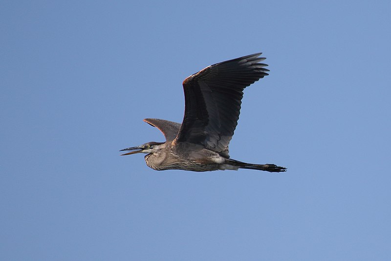 File:Ardea herodias CT 15.jpg