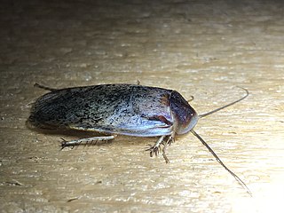 <i>Arenivaga bolliana</i> Species of cockroach