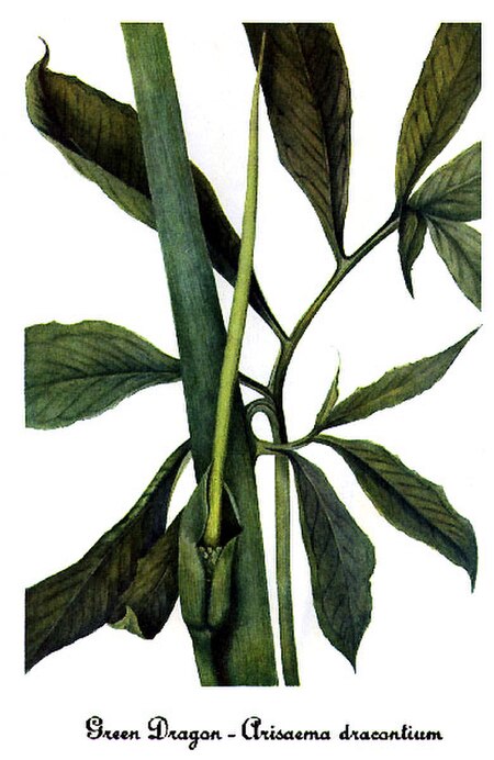 Tập_tin:Arisaema_dracontium,_by_Mary_Vaux_Walcott.jpg