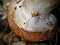 Largest Mushroom I have ever created with LX wicks : r/candlemaking