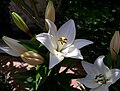 Recently open and still unopened flowers of white Asiatic Hybrid variety