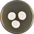 Aspergillus frequens growing on MEAOX plate