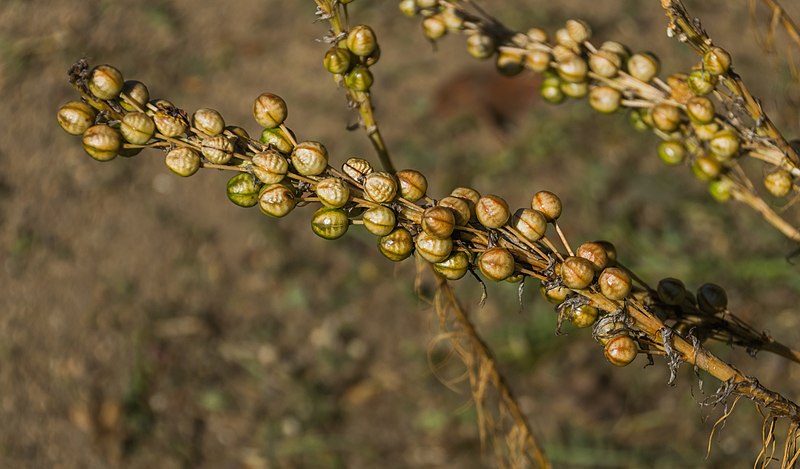 File:Asphodeline lutea in Jardin botanique de la Charme.jpg