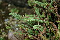 Asplenium adulterinum 1.JPG