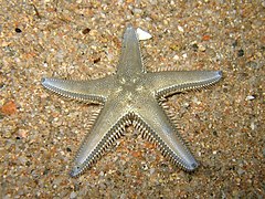 Étoile-peigne à piquants plats (Astropecten platyacanthus)