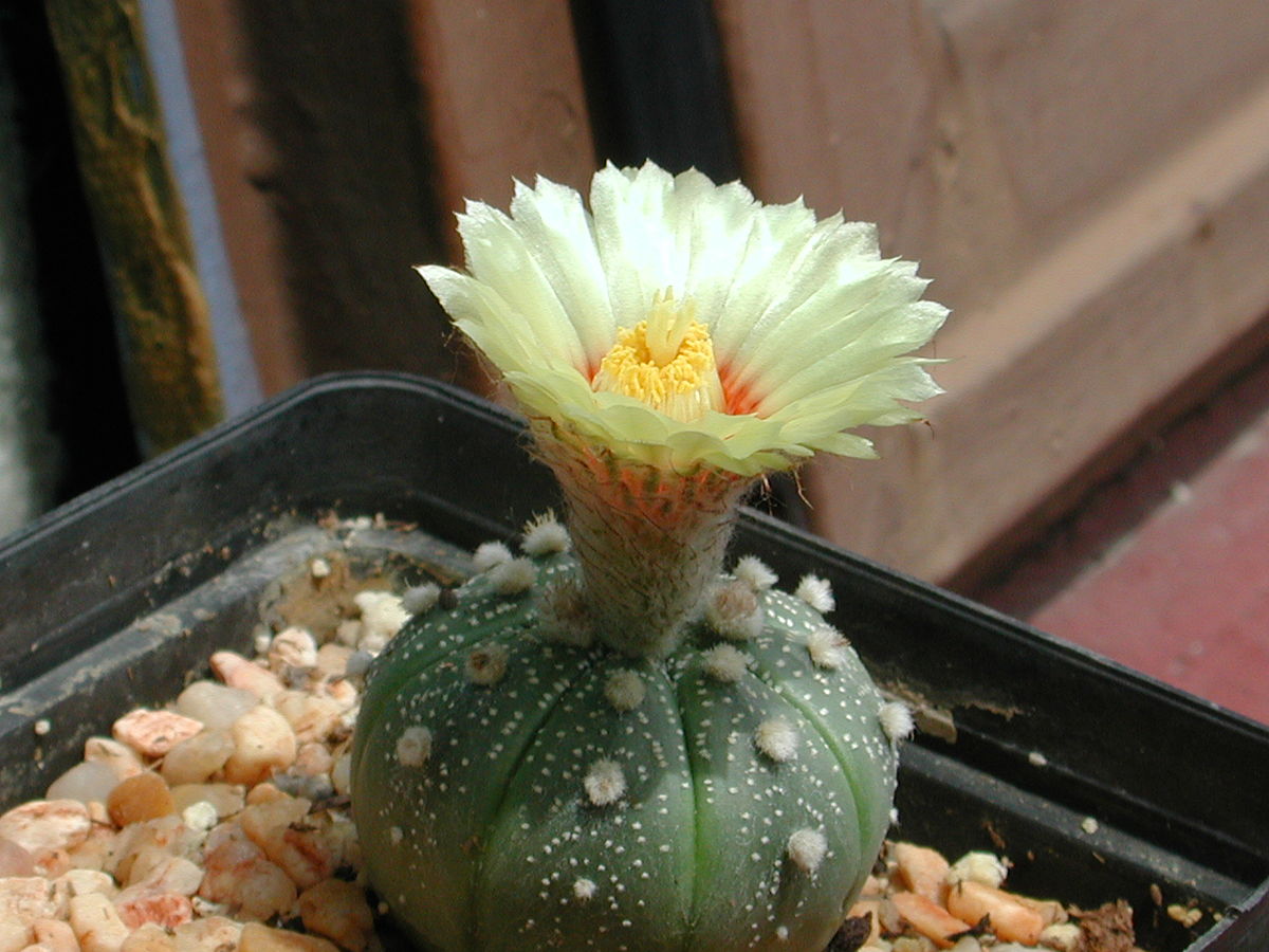 Archivo:Astrophytum-asterias.jpg - Wikipedia, la enciclopedia libre