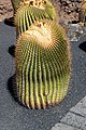 * Nomination Echinocactus platyacanthus at Jardin de Cactus 2022. By User:Mike Peel --XRay 04:28, 20 January 2024 (UTC) * Promotion  Support Good quality. --Johann Jaritz 04:58, 20 January 2024 (UTC)