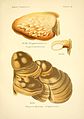 Atlas des champignons comestibles et vénéneux (Planche 51) BHL3270638.jpg