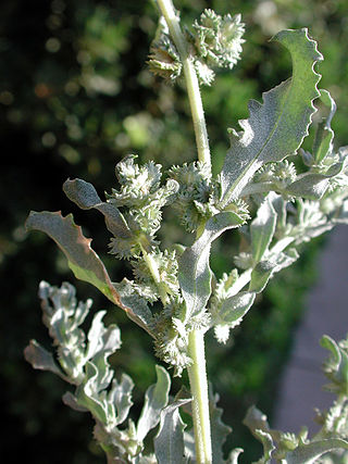 <i>Atriplex elegans</i> Species of flowering plant