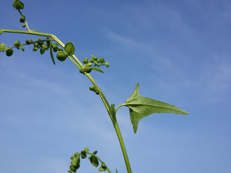 File:Atriplex micrantha sl31.jpg