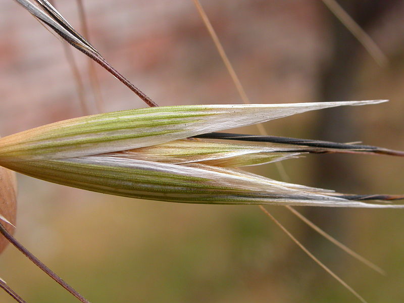 File:Avena barbata (3822594917).jpg