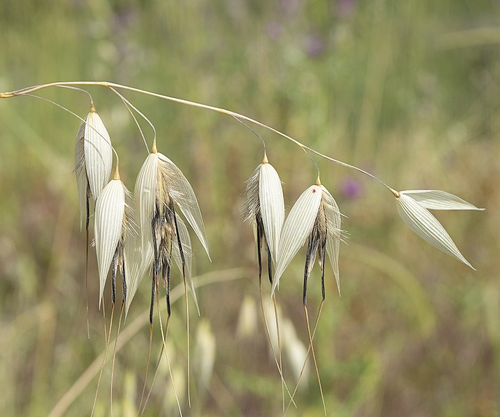 File:Avena sterilis florets.jpg