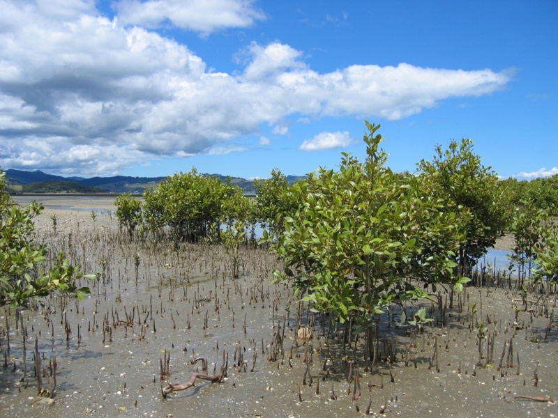 File:Avicennia resinifera Coromandel 2005 a.jpg