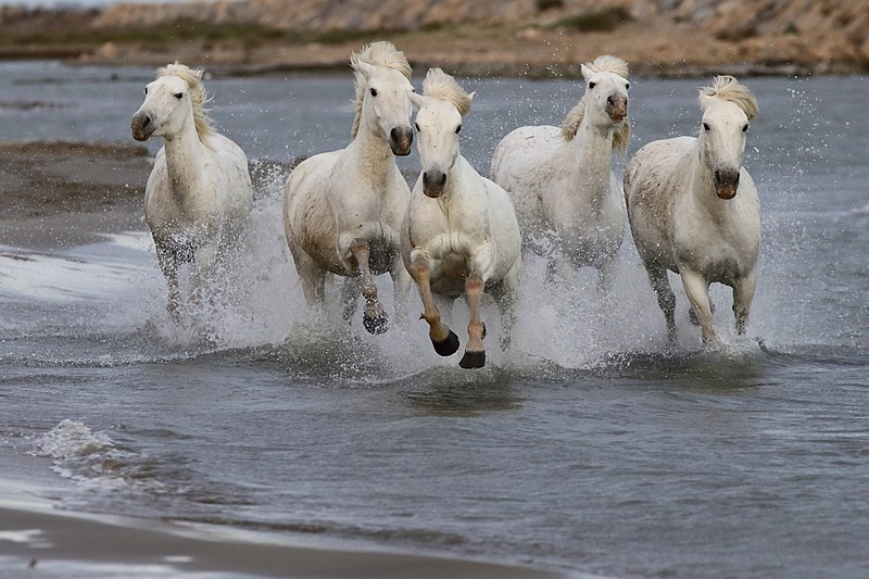 File:BH5U1106 chevaux de Camargue dans les marais près des Saintes Maries de la Mer.jpg