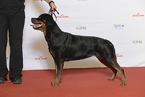 Rottweiler Wikipedia La Enciclopedia Libre