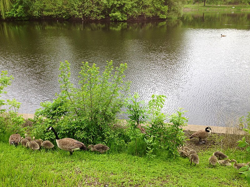 File:Baby Geese, Powderhorn Lake (8950605626).jpg
