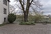 Bad Säckingen Linden tree natural monument "In the old courtyard" .jpg