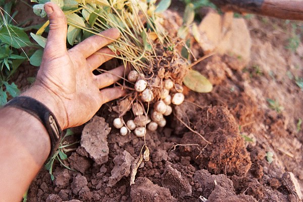 Freshly harvested Bambara groundnuts