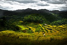 A woman chanting the Hudhud while harvesting. The Hudhud Chants of the Ifugao was declared as one of the Eleven Masterpieces of the Oral and Intangible Heritage of Humanity in 2001, and later inscribed in the UNESCO Intangible Cultural Heritage Lists in 2008. Banaue Rice Terraces Harvest.jpg