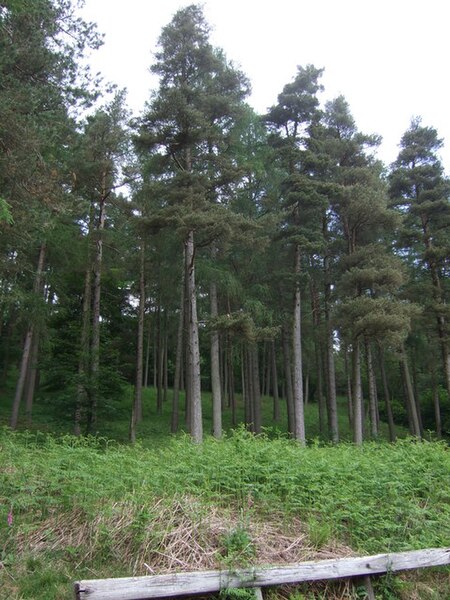 File:Banktop Plantation - geograph.org.uk - 5894338.jpg