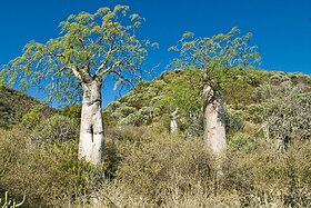 Sarodrano (Ambatomainty)