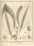 Bassovia sylvatica Aublet 1775 pl 85.jpg