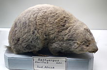 Bathyergus suillus - Museo Civico di Storia Naturale Giacomo Doria - Genua, Italien - DSC02831.JPG