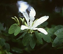 Bauhinia forficata.jpg