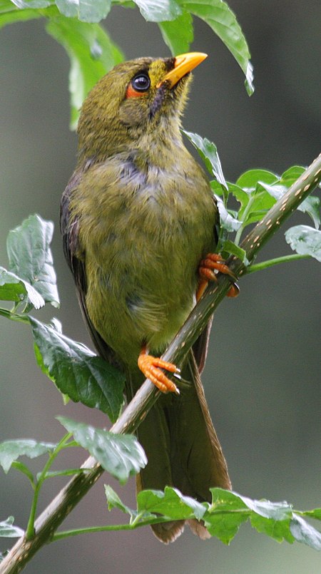 Manorina melanophrys