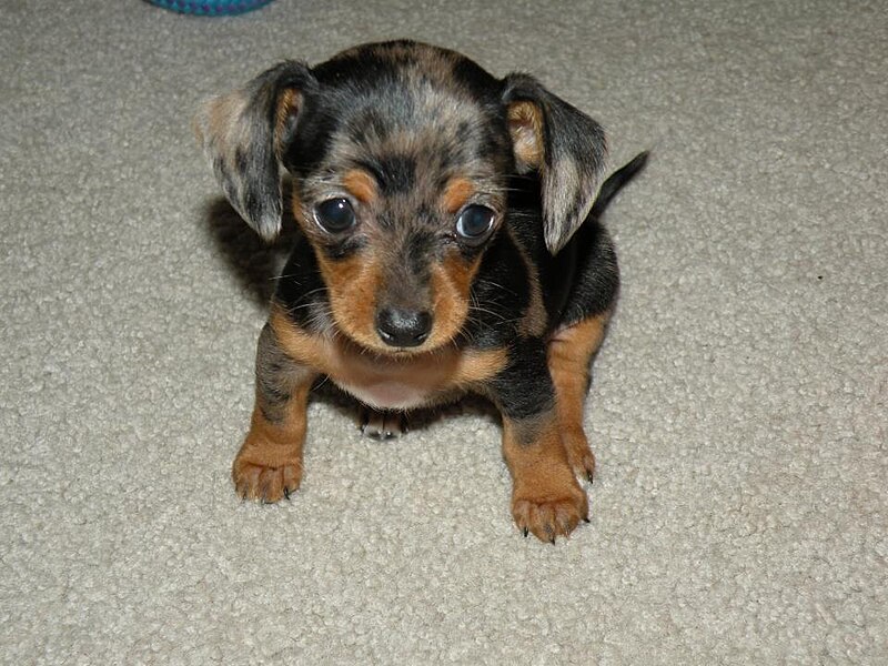 File:Bella Rose, chiweenie puppy (7 weeks).jpg