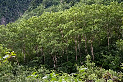 Bouleau d'Erman et conifères au Japon en juillet 2011.