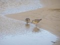 Calidris canutus