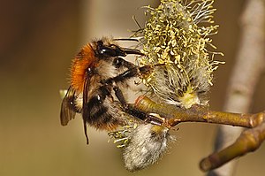 Großaufnahme von einer Baumhummel die Nektar an einem Blütenkätzchen sammelt