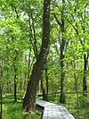 Big Oak Tree Eyalet Parkı Boardwalk.JPG