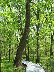 Big Oak Tree State Park, Missouri Big Oak Tree State Park Boardwalk.JPG