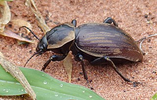 Phanerotomeina Subtribe of beetles