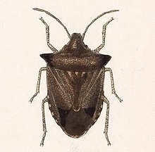 Euschistus biformis