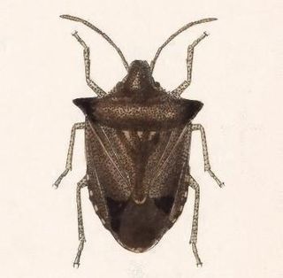 <i>Euschistus</i> genus of insects