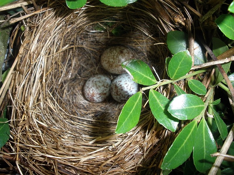 File:Bird Nest (3600492937).jpg