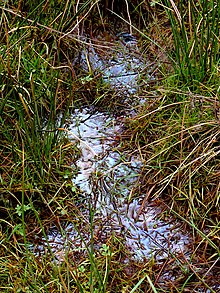The bog water here has a natural oily sheen Bishop Monkton Ings 7 March 2020 (28).JPG