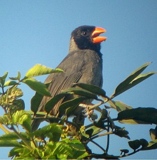 Black-cowled saltator Species of bird