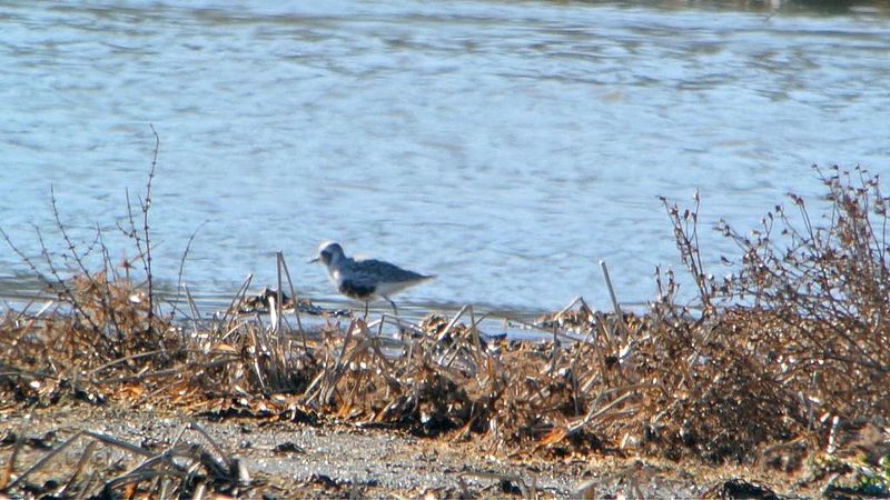 File:Black-bellied Plover (8299113700).jpg