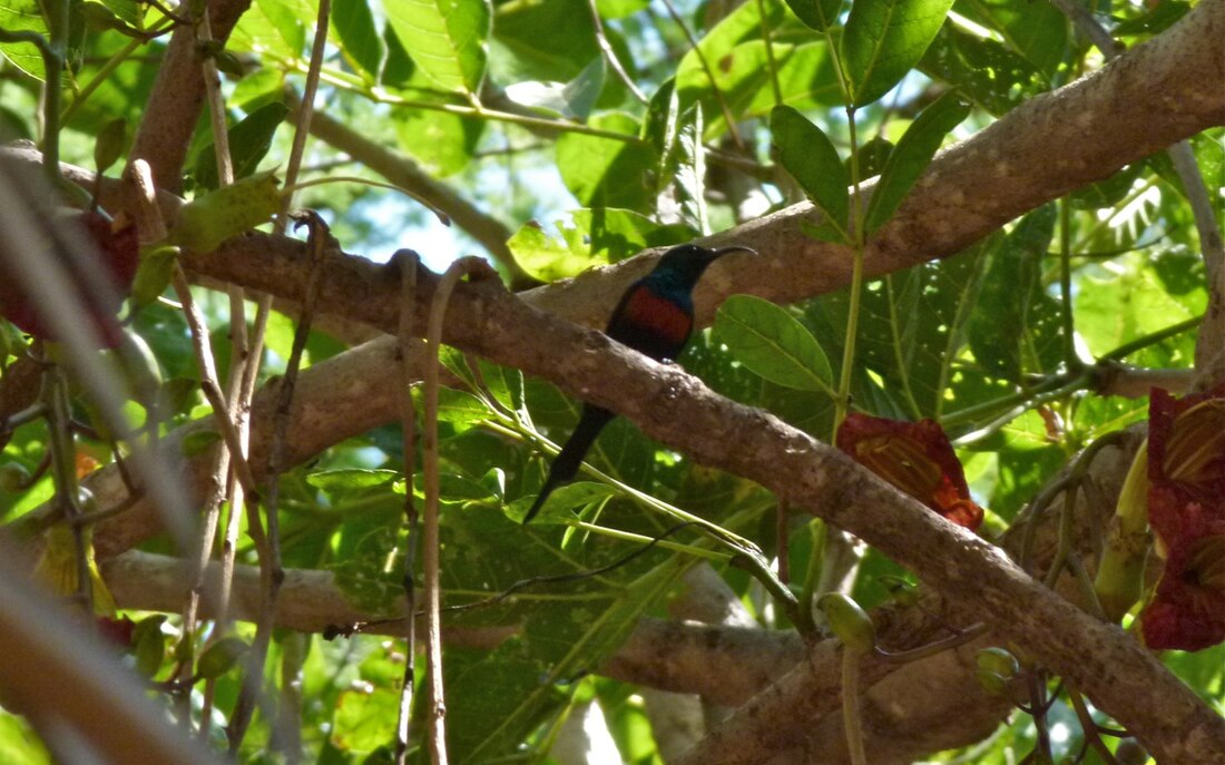 Cinnyris nectarinioides