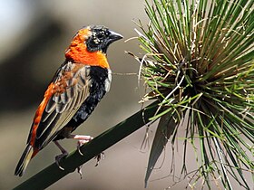 Black-winged Bishop RWD.jpg