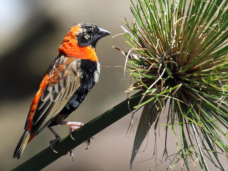 File:Black-winged Bishop RWD.jpg