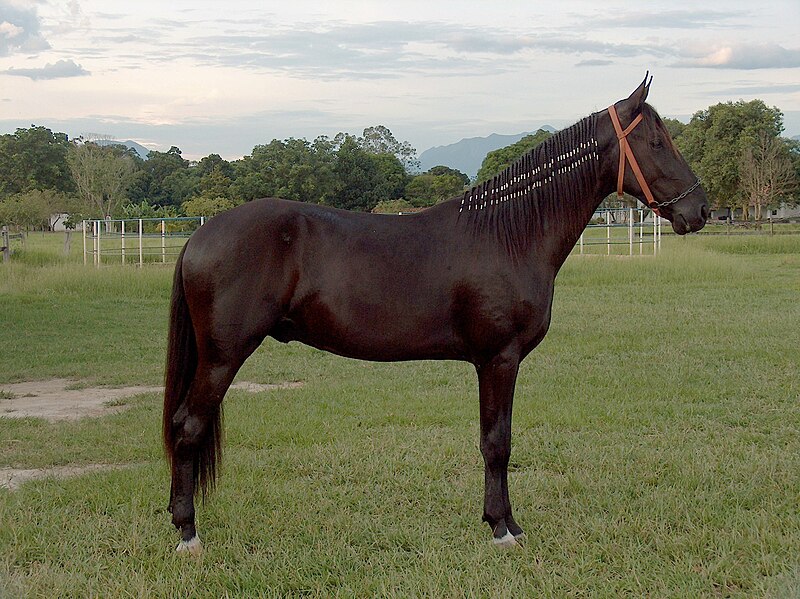 File:Black Campolina male 2 years.JPG