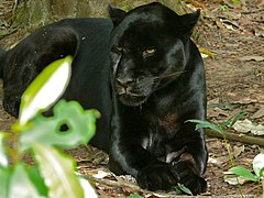 A melanistic jaguar at Belize Zoo