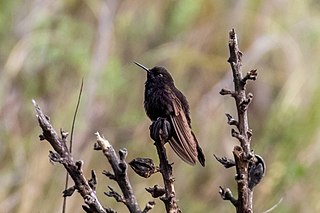 Black metaltail Species of bird