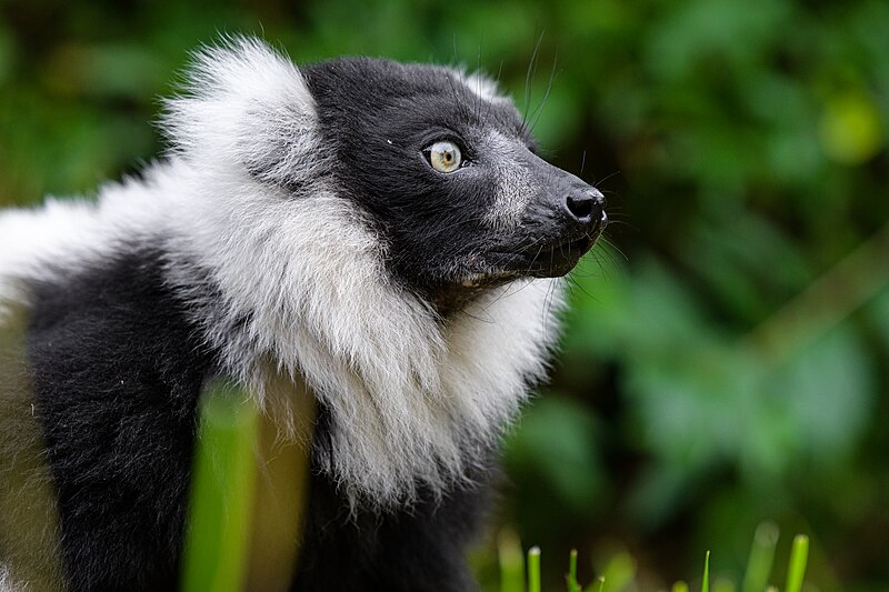 File:Black and white ruffed lemur - 51695833861.jpg